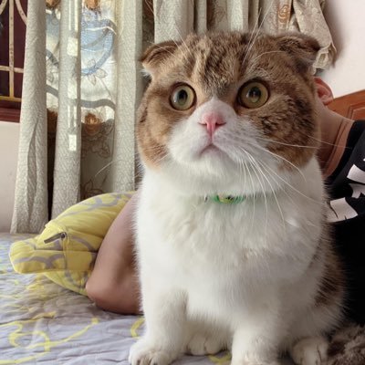 chaynhanh's profile picture. @AngryDynomites