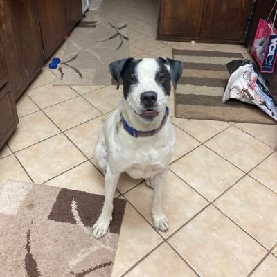 MebeandreaI's profile picture. ❤️ USA Freedom DEMOCRACY & President Biden 🚫 @GOP 🚫Trumpies 🚫MAGAs 🚫FASCIST! Trump is a Traitor & LIAR. 🚫DM 🚫Lists Blue is my dog's name 💙🌊🇺🇸