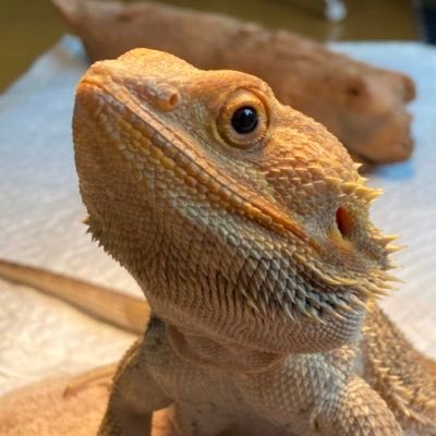 飼い主さわぬとフトアゴヒゲトカゲのポセイドン♂🦎ノーマルトランスhetハイポゼロ(2020.01生まれ🍼2020.4.27お迎え) 無言フォロー、フォロー外コメントどうぞです♨️