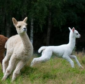 AlpakkaHuset's profile picture. Alpakka Enghaugen på Rolvsøy i Fredrikstad. Oppdrett.