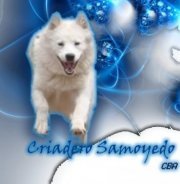 Criadero Samoyedo Córdoba nació en el año 2000, está ubicado en la ciudad de Mendiolaza | info@samoyedocba.com.ar | + 54 03543 49100 |