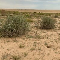 فهد الخالدي (@ssaaop) 's Twitter Profile Photo