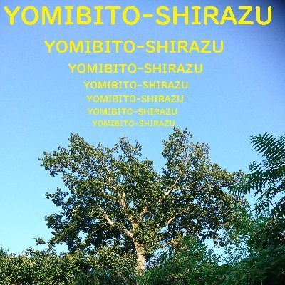 yomibitoshiraz3 Profile Picture