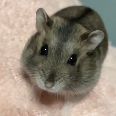 ちールンさんのプロフィール画像