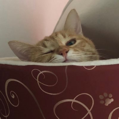 のだまりなさんのプロフィール画像