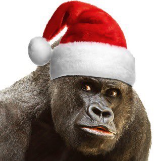 Ventchat. Secret Santa. no one’s ever seen a gorilla penis