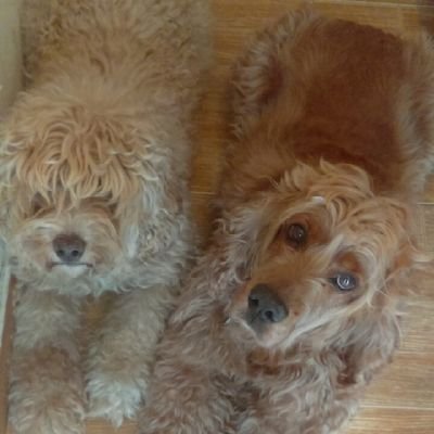 ChavorrucaChida's profile picture. 