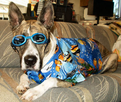 Steve2059's profile picture. Surfer, tech guy, dog lover.