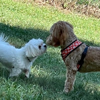 Dino27031071's profile picture. When Life gives you Lemons, make Avgolemono Soup.