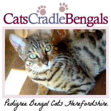 CatsBengals's profile picture. I'm a hard working wife and mum of 4, and I absolutely love my family plus of course my gorgeous bengal cats