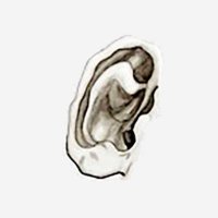 AuditoryLab (@auditorylabinfo) 's Twitter Profile Photo AuditoryLab (@auditorylabinfo) 's Twitter Profile Photo