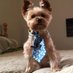 Taz the Yorkie (@tazyorkie) Twitter profile photo Taz the Yorkie (@tazyorkie) Twitter profile photo