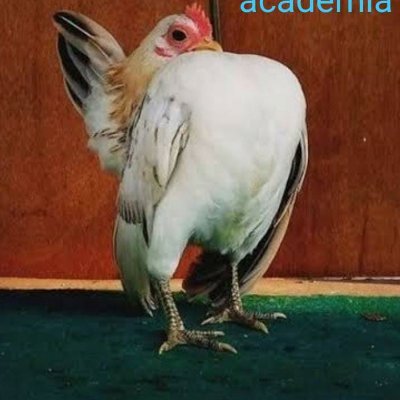 ConeQuieto's profile picture. Atv