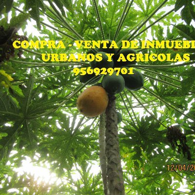 Cesar65431397's profile picture. ¿ DESEA VENDER INMUEBLES URBANOS & AGRÍCOLAS ? O DESEA COMPRAR CONTACTAR AL  977398013 , O CONTACTA PA´GINA:  Prestación de Servicios Inmobiliarios "ISA"