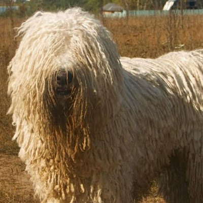 Bobthedog31210's profile picture. I love dogs