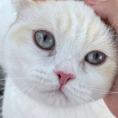 cocoaice_cat's profile picture. 猫のココとアイスです