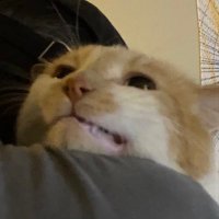 panini (@neenerweiner1) 's Twitter Profile