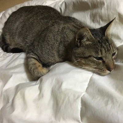 batora0226's profile picture. クライミングと温泉と猫が大好き