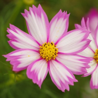 コスモス (@92cosmos) / Posts / X