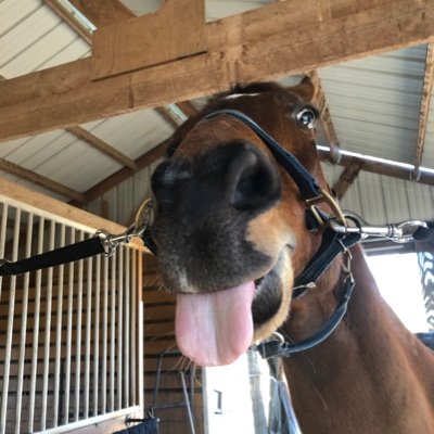 gotta_trotta's profile picture. Left NY for greener pastures…