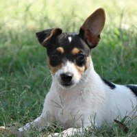 Spikey (@thebristlehead) 's Twitter Profile