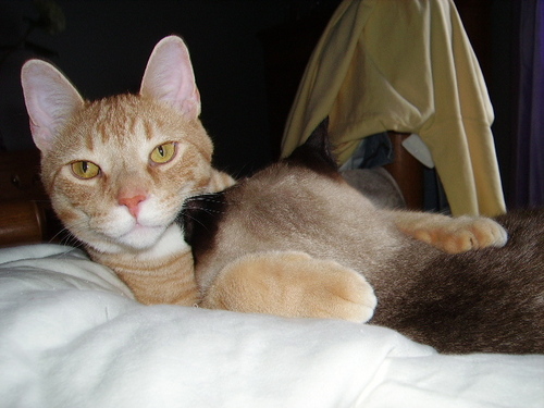 TunaFarts's profile picture. I'm MAN of the house.  I adore my cute little Siamese girlfriend Mocha.  We sleep, eat and play all day. (Also own a human that takes care of my business.)