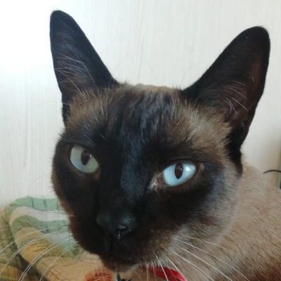 jecasava's profile picture. Médico de Familia. Amante de los gatos