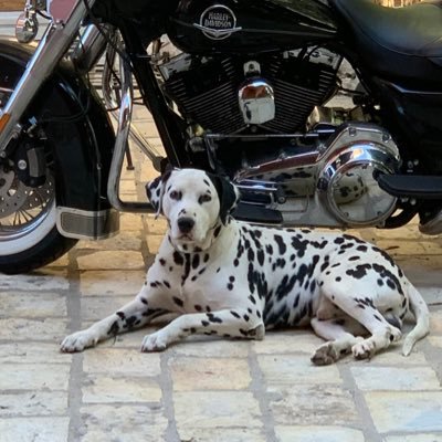 di_giminiani's profile picture. 