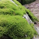 Moss - @simon_silver_ - Twitter
