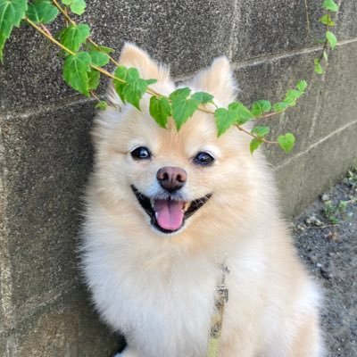 2016年5.8爆誕🐶✨知らない人には全く愛嬌を振りまかない強気と臆病が入り混じった性格で少し大きめサイズのポメラニアン🌷家族みんなと同じ空間にいるのが大好きで、時折り見せる笑顔が憎めないボーイッシュな女の子です🌸