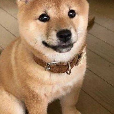 #shibainu. #crypto