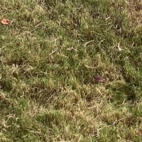 ひゃー (@chonmaluchan) 's Twitter Profile