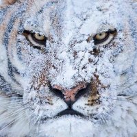 Senpai (@neweidolon) 's Twitter Profile