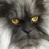 DvernovMisha's profile picture. Хай!