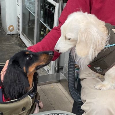 ミニチュアダックスフンドのBARNEYと新しく家族になったTHEOです。この子たちとの出会いに感謝です。犬好きの方と繋がりたいと思っています。お気軽にフォローしてください🤗2018.8.18生まれの♂と 2020.9.23生まれの♂