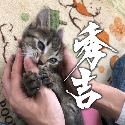 2021.9.9生まれ。書家のもとにやってきた、親戚から譲り受けた保護猫【秀吉】の日常を繰り広げます。親の書家蒼喬のアカウントはこちら(@sokyo1226 )。多くの作品が見られます