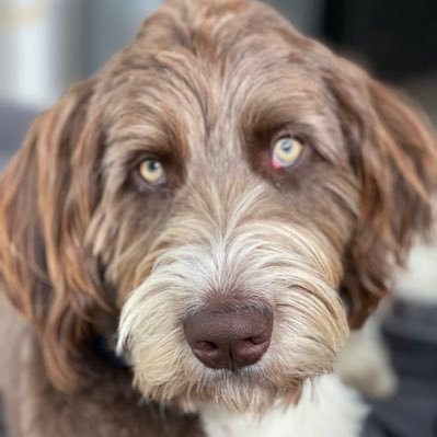 I love my dog. Against Fauci’s cruel baby and dog experiments.