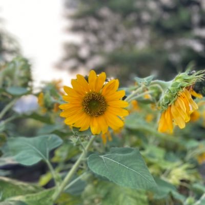 kagebushi_ril's profile picture. Sorry peeps i cannot brain🤪#ngehe✨