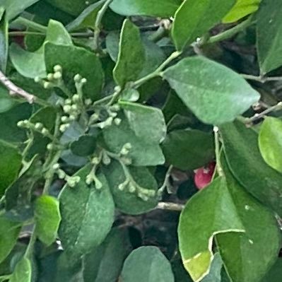 Novinhobisp1's profile picture. dm liberada 19y