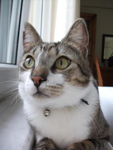 LaurSirbu's profile picture. Journalist