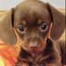 los perritos lindos (@tutorialesdean1) Twitter profile photo los perritos lindos (@tutorialesdean1) Twitter profile photo