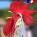 C'est la Pause Rurale (@lapauserurale) Twitter profile photo C'est la Pause Rurale (@lapauserurale) Twitter profile photo