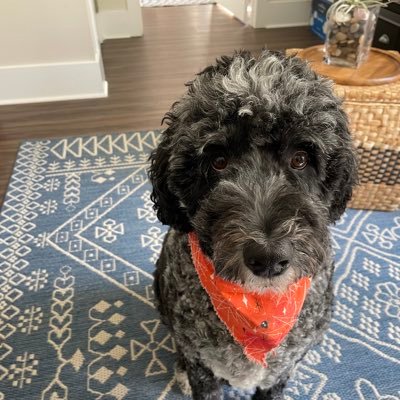 Wife,mom,grandma,dog lover,mom to Lolly, my sweet Aussiedoodle, progressive, resistor. Born & raised on State St that great street. Lover of most things Dutch.