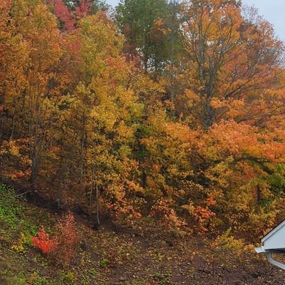 meladams16's profile picture. 