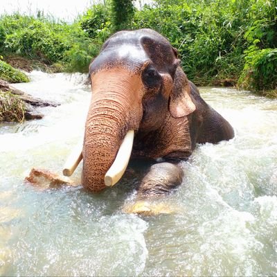 ฝากเมตตาช้างตัวใหญ่แต่ใจดี พลายปู่ทองคำอายุ 72 ปี พังยายลำไพ อายุ 65 ปี 🐘❤🐘
กสิกรไทย
095-1-152-382
ธนา อินทร์สำราญ
#ช้างตกงาน #วิกฤตช้างไทย #ช่วยช้างถึงช้าง