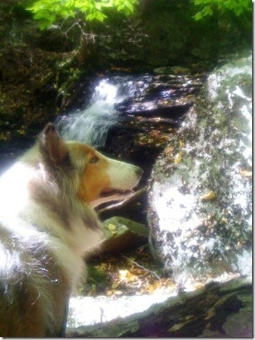 Sports (esp UConn women's bball), movies (incl The Best Years of Our Lives), reading (esp Michael Connelly) and hiking McLean Refuge w my shelties. Nemophilist!
