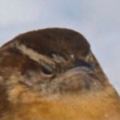 microsoftsword_'s profile picture. Angry wren | I have MCAS and I whine about it all the time | alt for some other failed math twitter account
