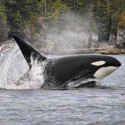 anti-captivity | save our srkws | i ❤️ the lp orcas