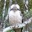 kookaburra笑うカワセミのアイコン