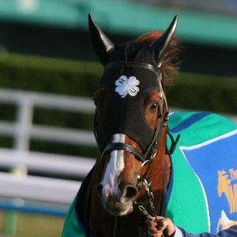 競馬撮影中心。応援馬→セイウンスカイ、スカーレットブーケ系、マツリダゴッホ、エアトゥーレ系、エイシンヒカリ、ディーマジェスティ、ドバイマジェスティ系とそれらの産駒や孫たち。出資馬→レッドレナート、ルージュラナキラ。旅と街歩きと地図と寺社を見るのが好き。たまに前趣味のクルマも。